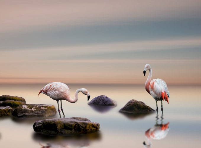 Wallpaper flamingo, bird, ocean, 5k, Animals 141469366
